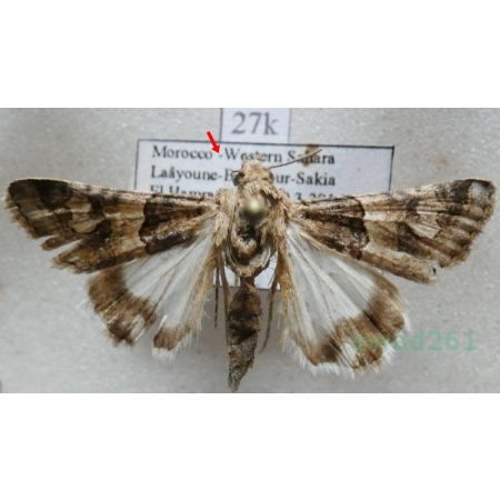 Drasteria philippina (Austadt, 1880) Morocco27k